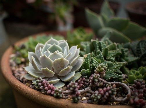 Cacti terrarium