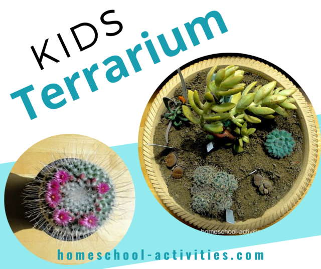 Cacti terrarium