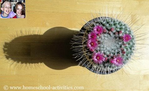 flowering cactus