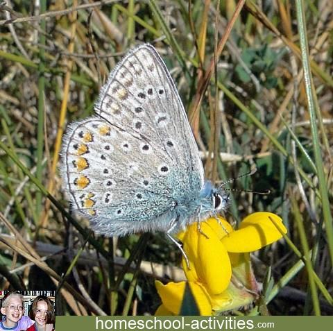 common blue butterfly