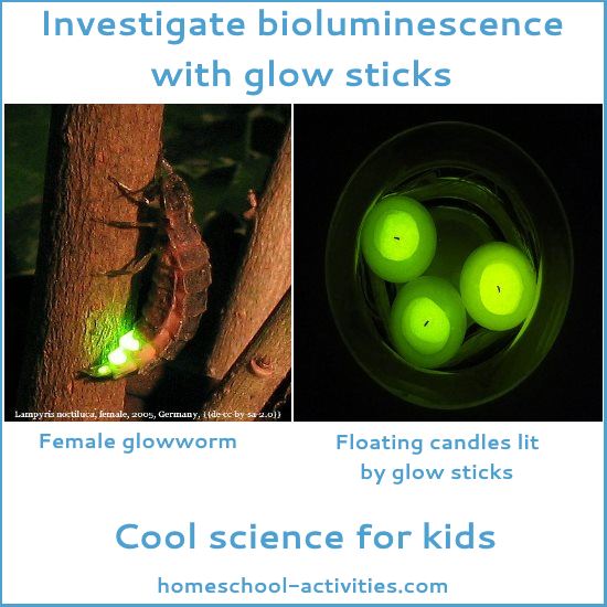 glow sticks experiments comparing with female glowworm