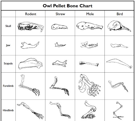 owl pellet bone chart