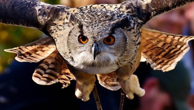 Eagle Owl