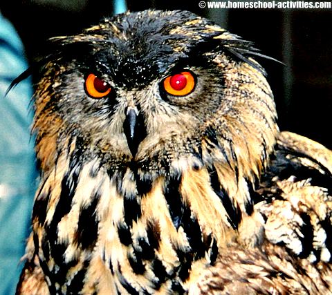 Eagle Owl