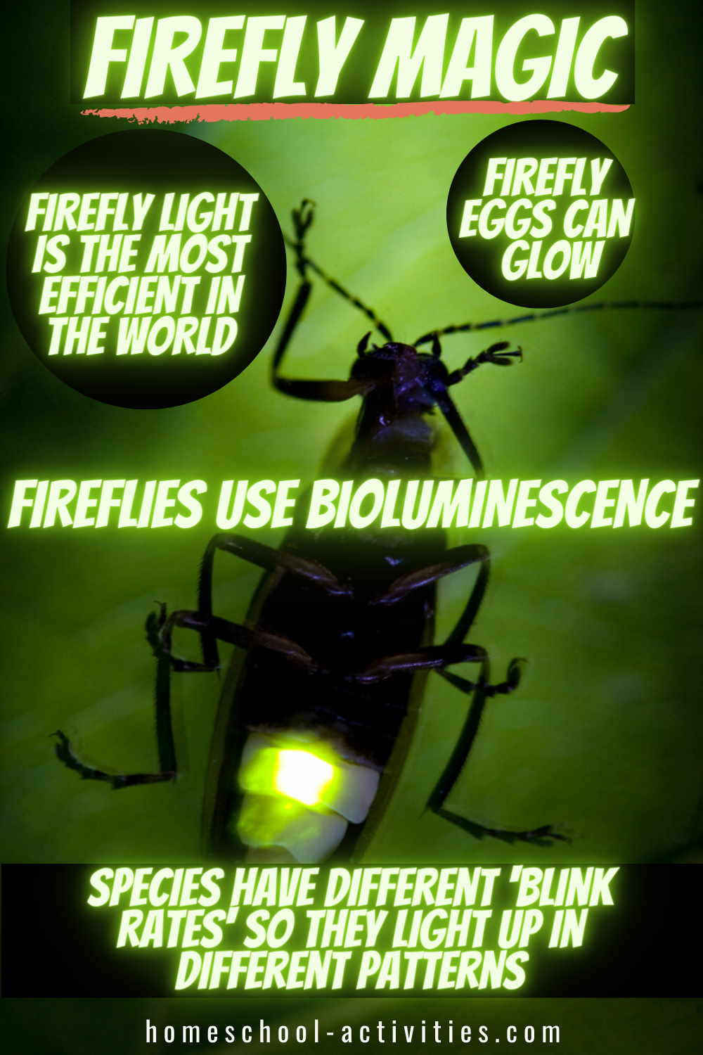 Firefly facts. They use bioluminescence and are the most efficient producer of light in the world.
