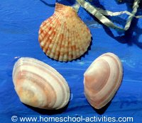 shells