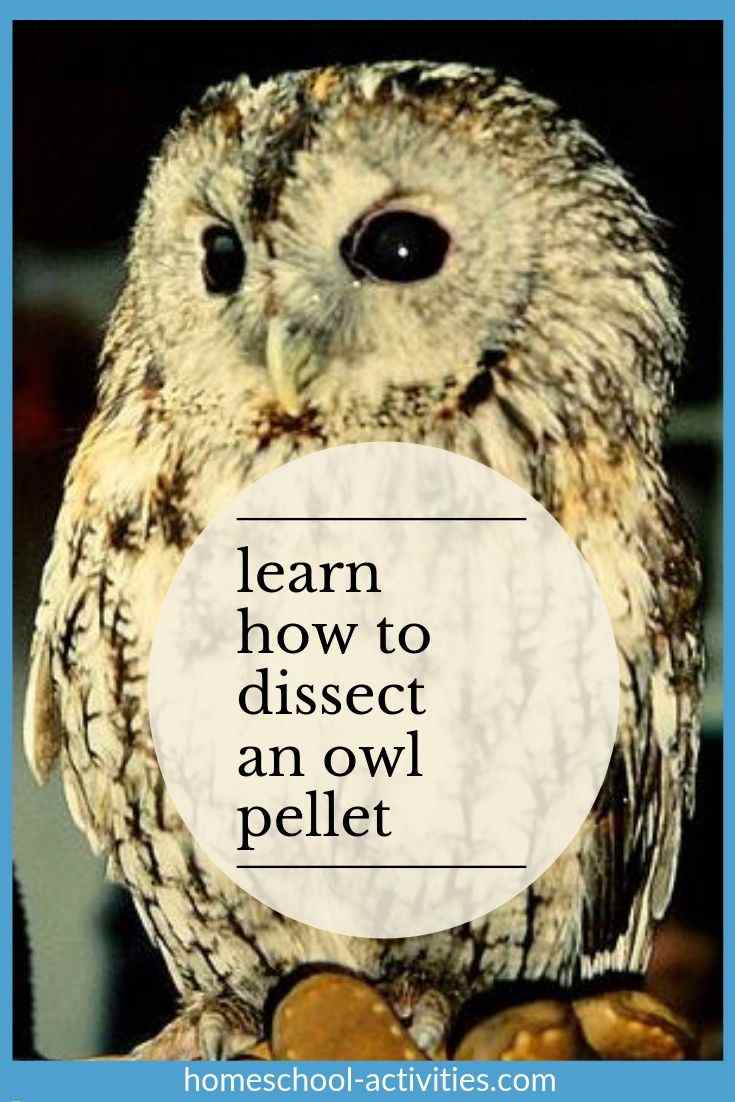 how to dissect an owl pellet