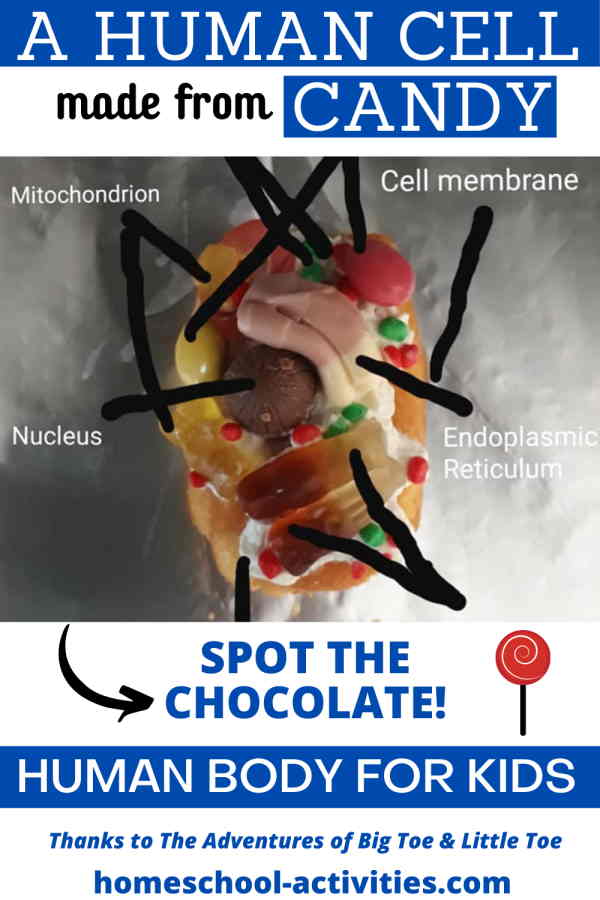 Make a model of a human cell from candy