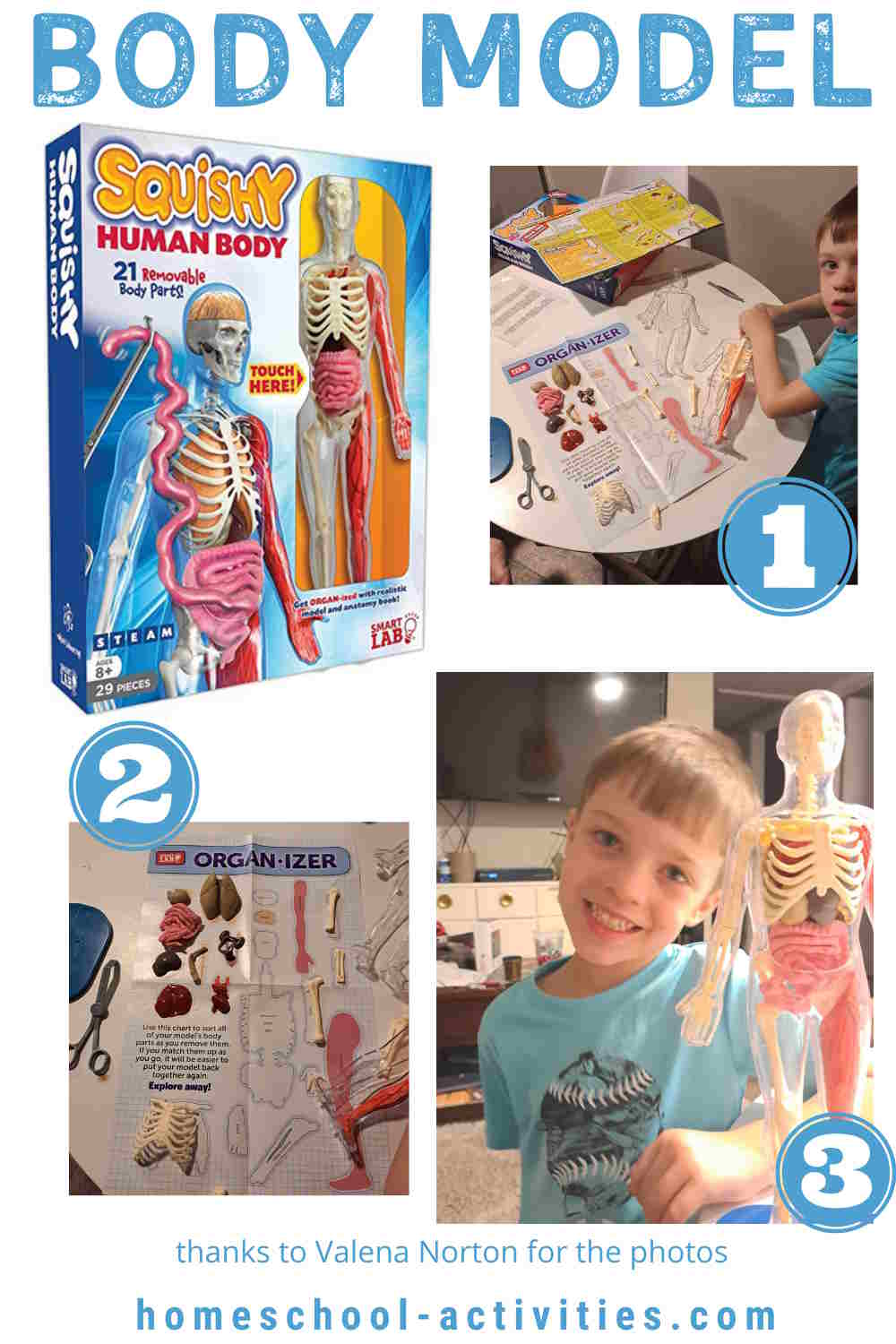 human body model for kids