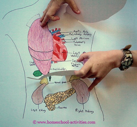 human body with organs diagram