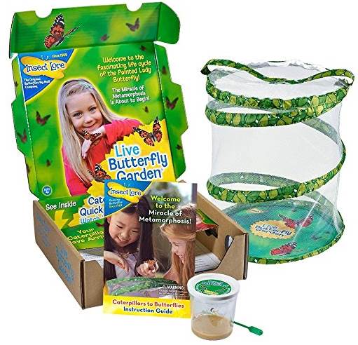 insect lore butterfly kit