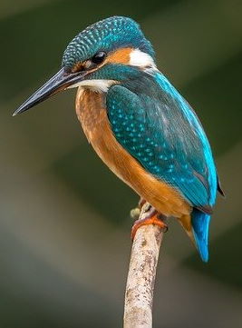 Kingfisher