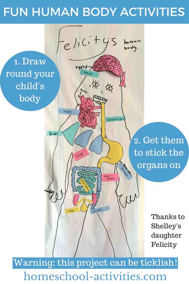 Learn body organs