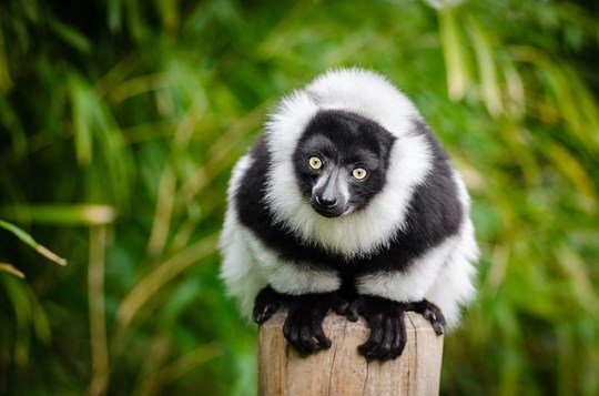 Ruffed lemur