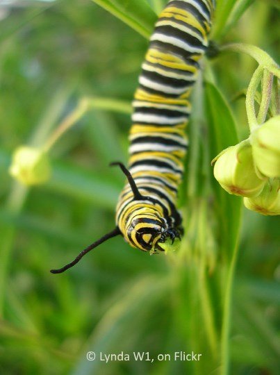 Monarch butterfly caterpillar