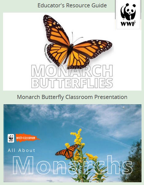 Monarch butterfly educational resources
