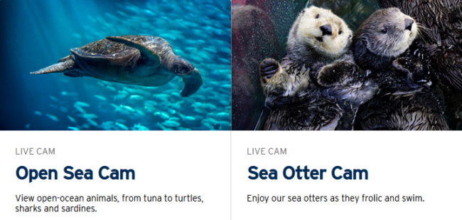 Monterey Bay live web cams of the sea