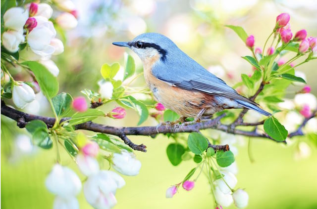 Nuthatch