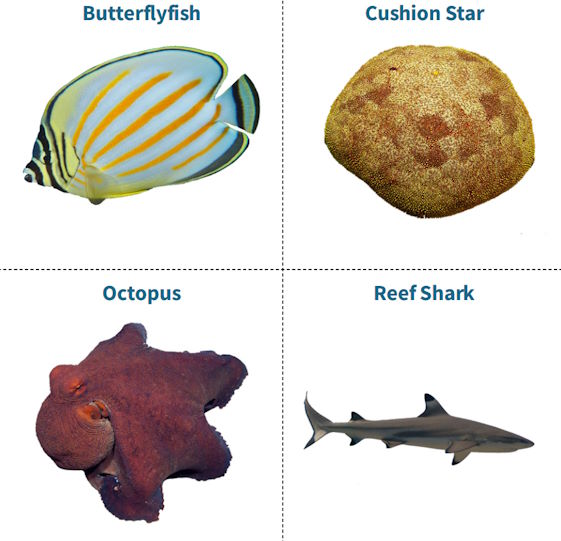 Ocean creatures food web