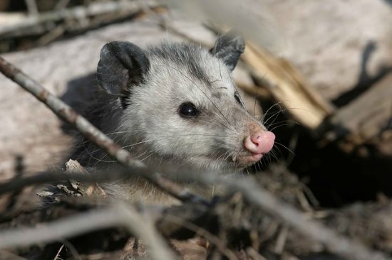 opossum