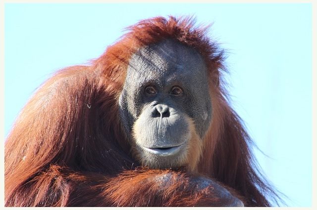 orangutan