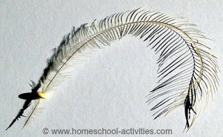 ostrich feather