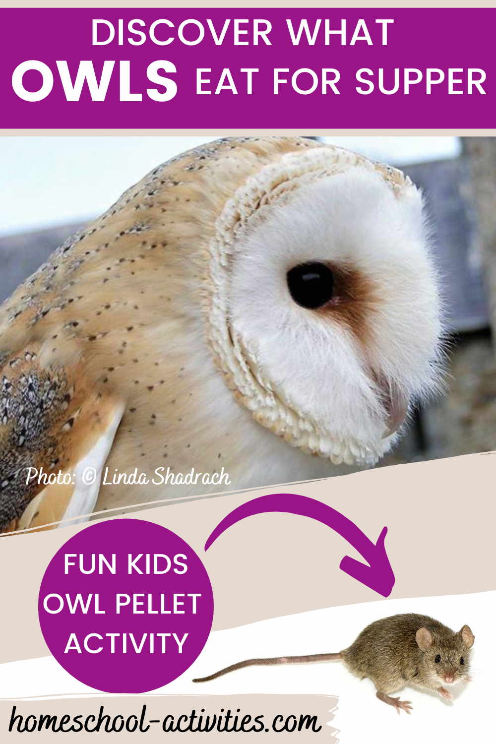 Owl pellet dissection activities for kids