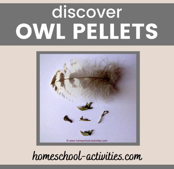 Owl pellet dissection rodent bones