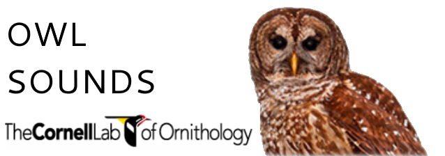 Owl sounds and calls download from the Cornell Lab
