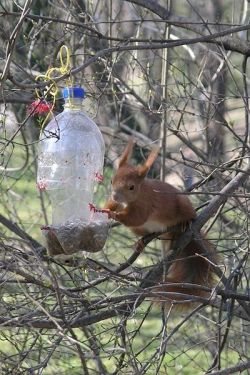 squirrel on feeder