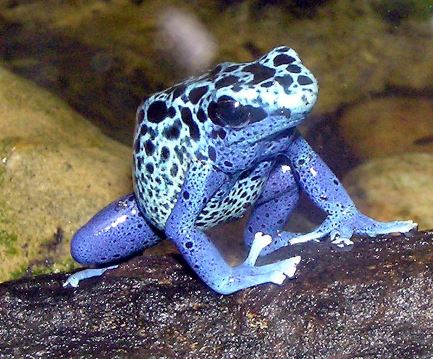 poison dart frog