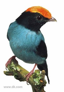 Rainforest bird