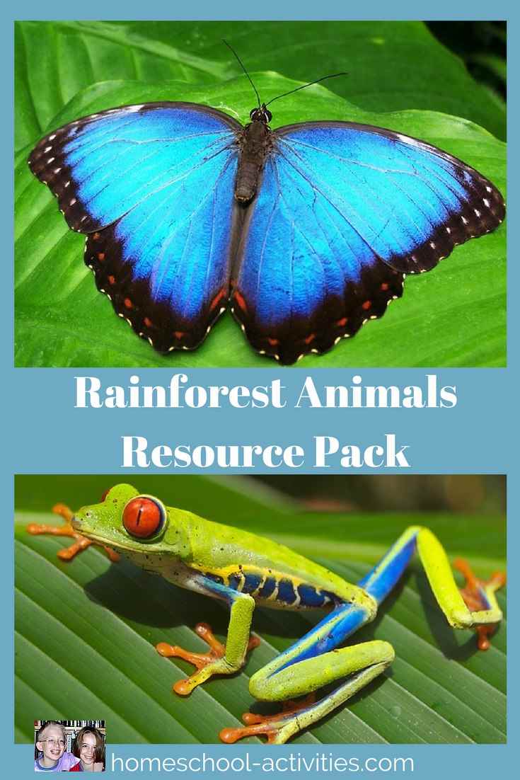 rainforest animal resource pack