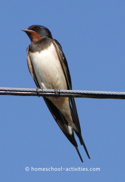 Swallow