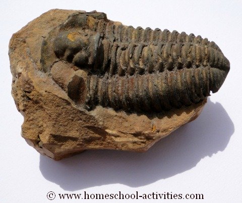 trilobite