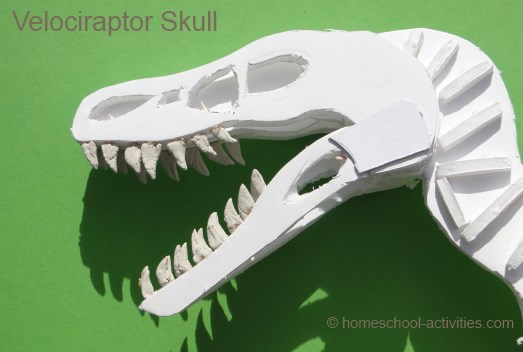 velociraptor model skull