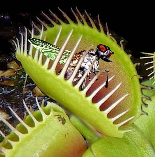 Venus flytrap