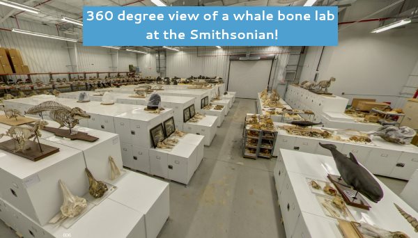 Whale bone laboratory at the Smithsonian